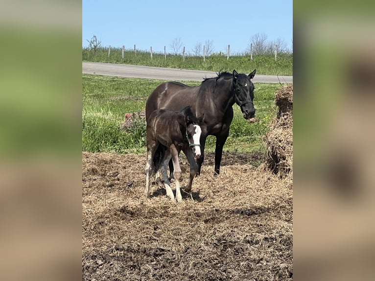 Clydesdale Mix Ogier  163 cm Kara in Dewittville