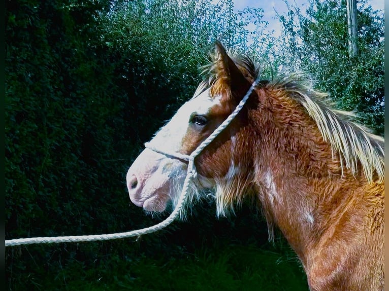 Clydesdale Ogier Źrebak (04/2024) in marbury