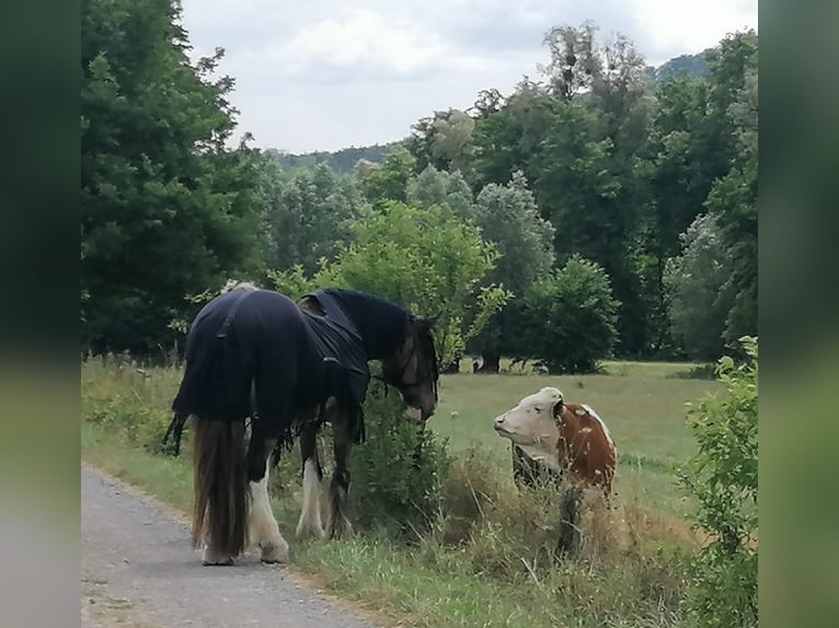 Clydesdale Ruin 10 Jaar 185 cm  in Sachsenheim