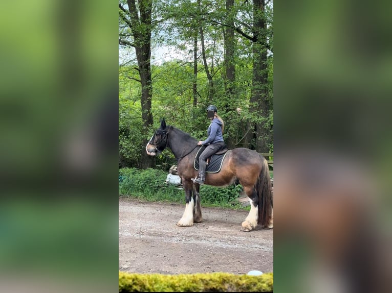 Clydesdale Ruin 10 Jaar 185 cm  in Sachsenheim