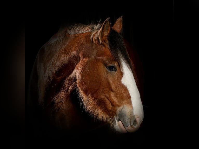 Clydesdale Ruin 11 Jaar 176 cm Bruin in Hilden