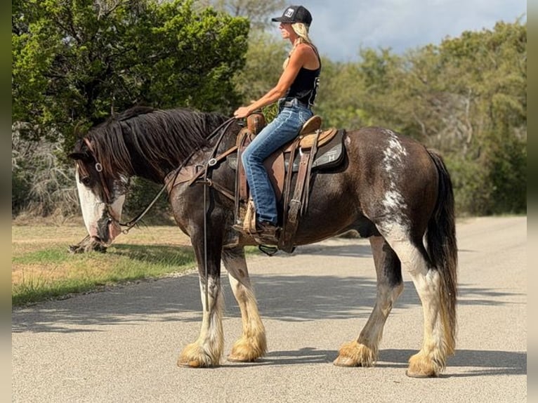 Clydesdale Ruin 11 Jaar Bruin in Weatherford