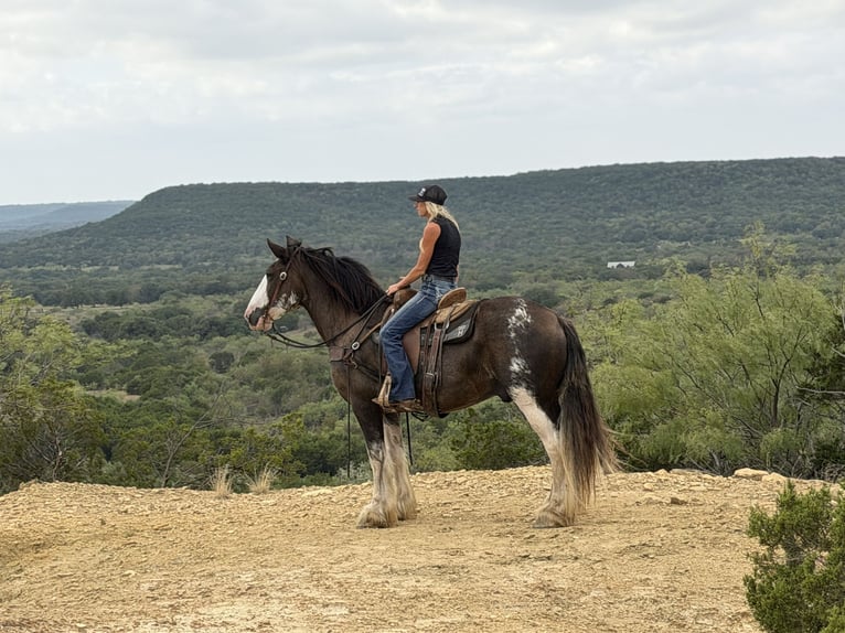 Clydesdale Ruin 11 Jaar Bruin in Weatherford