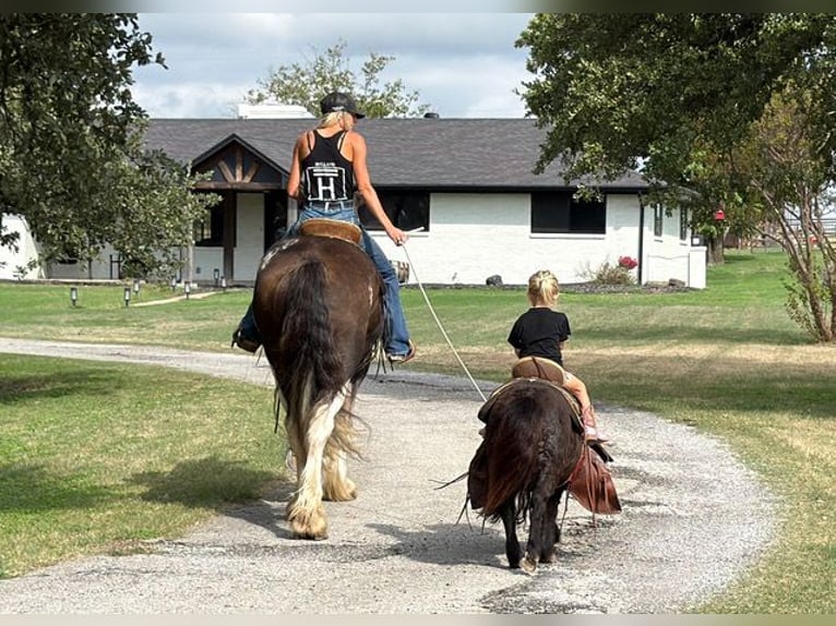 Clydesdale Ruin 11 Jaar Bruin in Weatherford