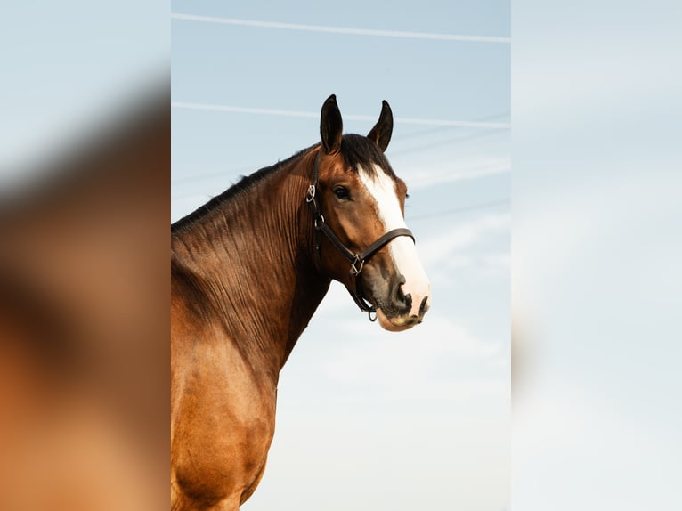 Clydesdale Mix Ruin 4 Jaar 163 cm Roodbruin in Cambridge