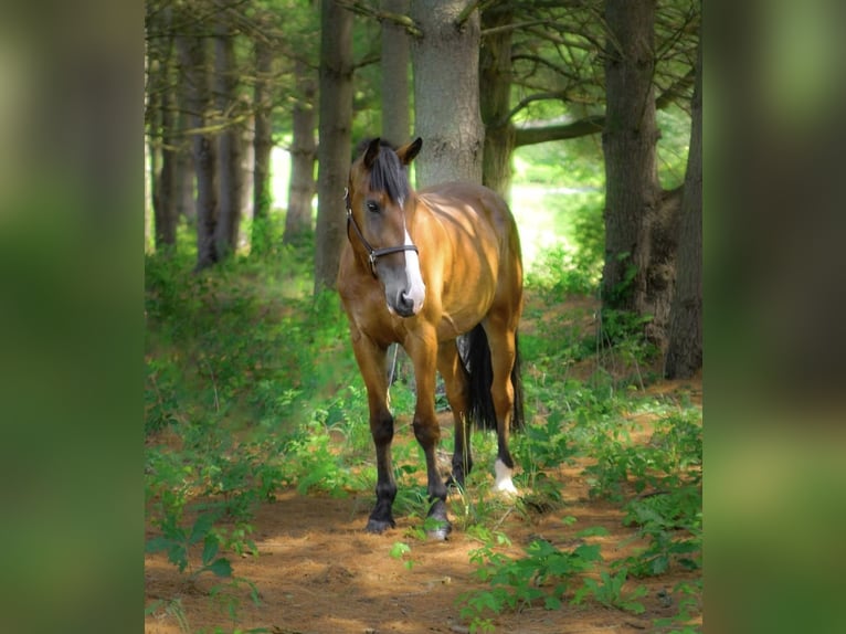 Clydesdale Mix Ruin 4 Jaar 165 cm Roodbruin in Street