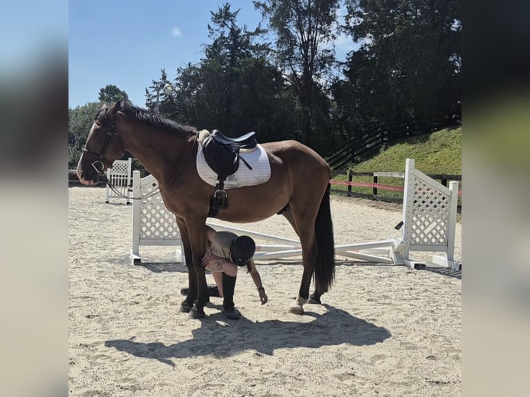 Clydesdale Mix Ruin 5 Jaar 165 cm Roodbruin in Street