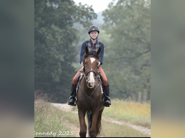 Clydesdale Mix Ruin 5 Jaar 165 cm Roodbruin in Street