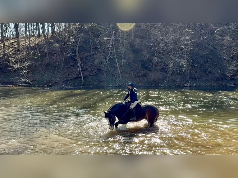 Clydesdale Mix Ruin 6 Jaar 173 cm Roodbruin in Gap