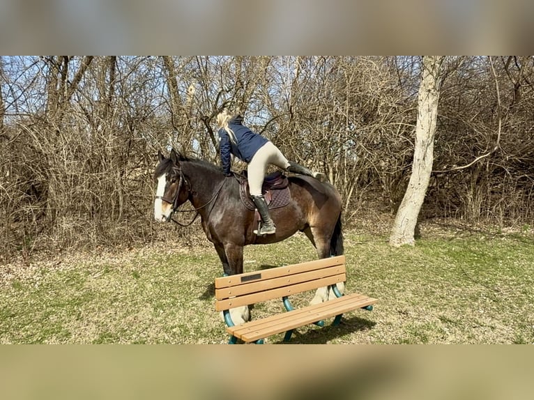 Clydesdale Mix Ruin 6 Jaar 173 cm Roodbruin in Gap