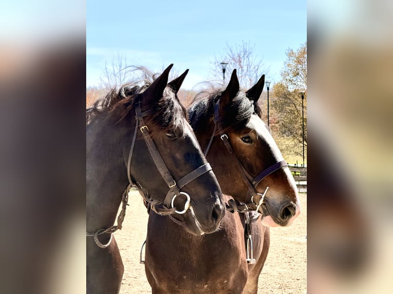Clydesdale Mix Ruin 6 Jaar 173 cm Roodbruin in Gap