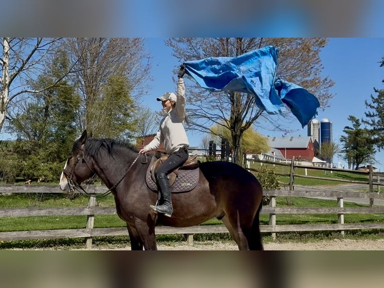 Clydesdale Mix Ruin 6 Jaar 173 cm Roodbruin in Gap