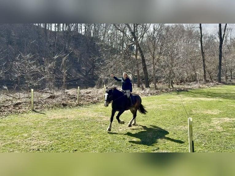 Clydesdale Mix Ruin 6 Jaar 173 cm Roodbruin in Gap