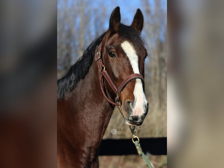 Clydesdale Ruin 7 Jaar 165 cm Roodbruin in Jeffersonton