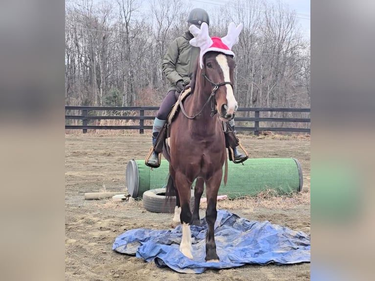 Clydesdale Ruin 7 Jaar 165 cm Roodbruin in Jeffersonton