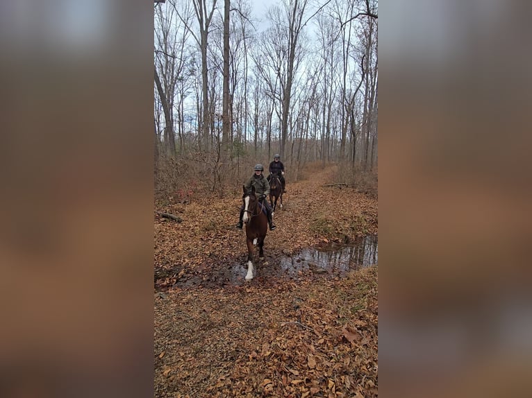 Clydesdale Ruin 7 Jaar 165 cm Roodbruin in Jeffersonton
