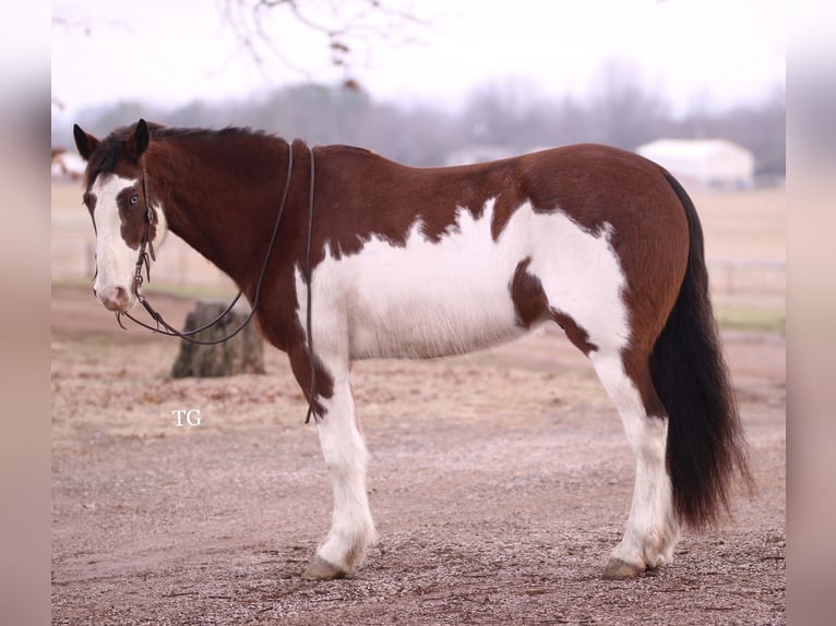 Clydesdale Mix Ruin 8 Jaar 160 cm Gevlekt-paard in Sallisaw