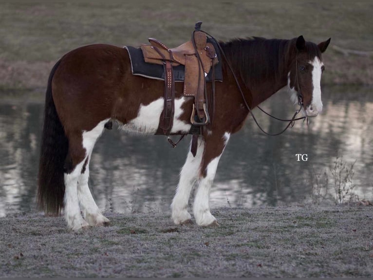 Clydesdale Mix Ruin 8 Jaar 160 cm Gevlekt-paard in Sallisaw