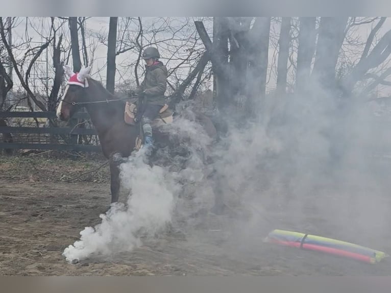 Clydesdale Ruin 8 Jaar 165 cm Roodbruin in Jeffersonton