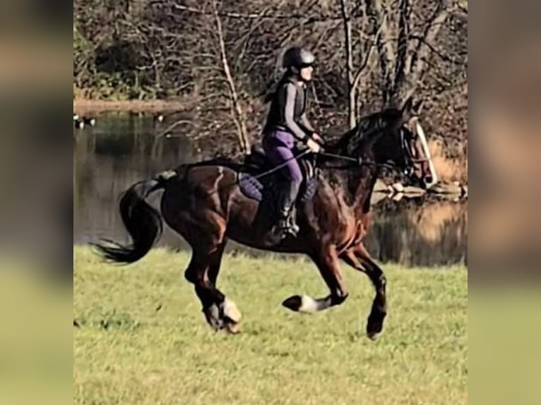 Clydesdale Ruin 8 Jaar 165 cm Roodbruin in Jeffersonton