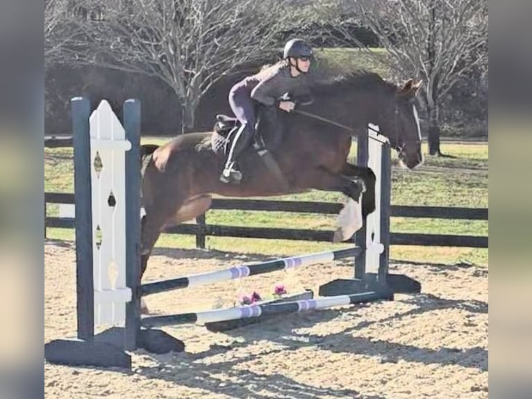 Clydesdale Ruin 8 Jaar 165 cm Roodbruin in Jeffersonton