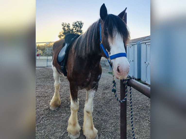 Clydesdale Ruin 9 Jaar 173 cm Roan-Red in Ramona