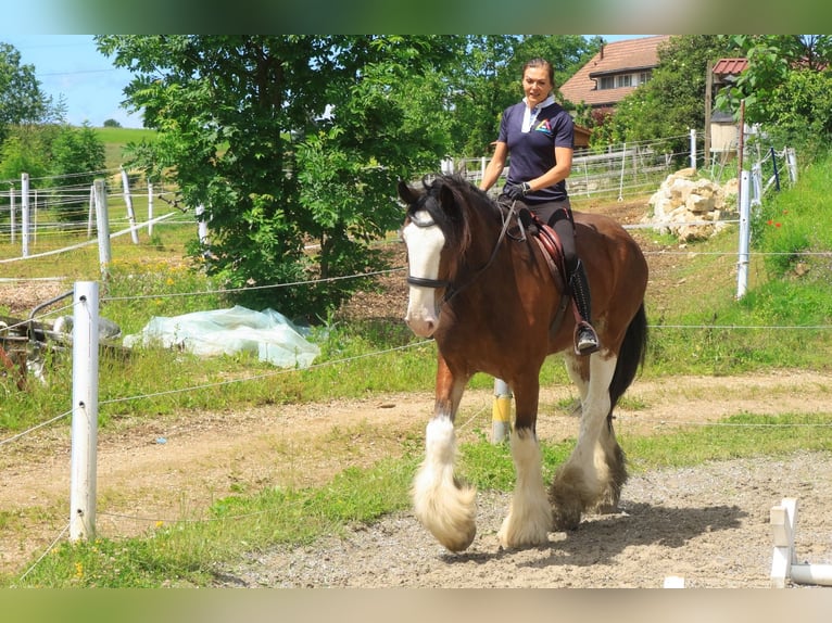 Clydesdale Ruin 9 Jaar 188 cm Roodbruin in Kappel