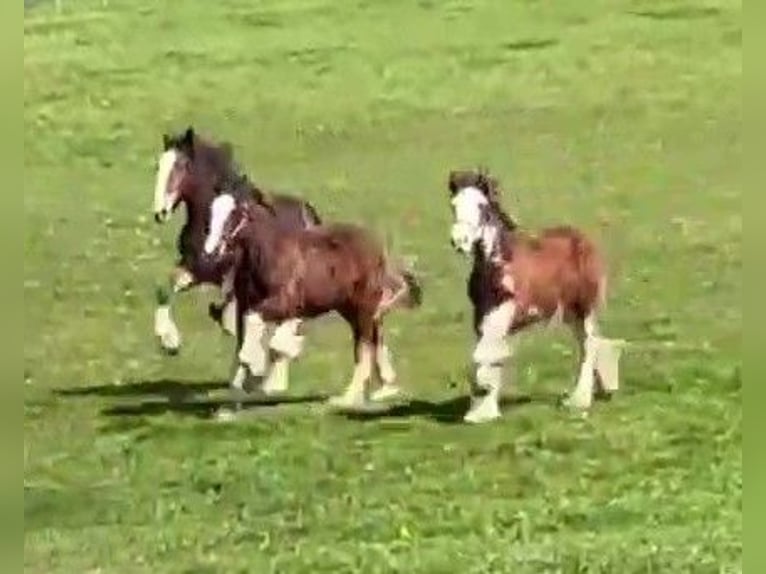 Clydesdale Semental 1 año  in whitegate