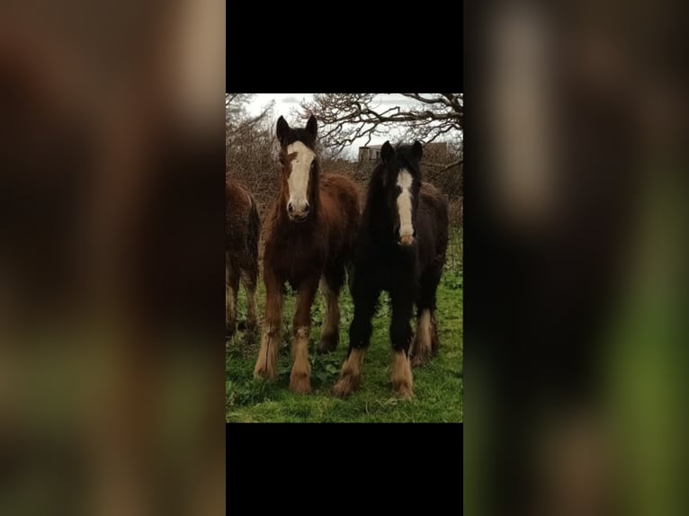 Clydesdale Semental 2 años 162 cm Castaño in Issum