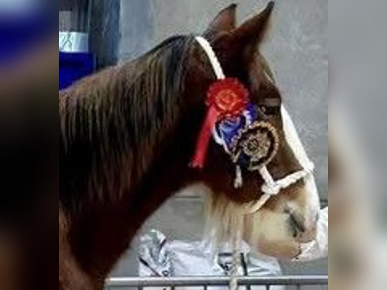 Clydesdale Semental 3 años in marbury