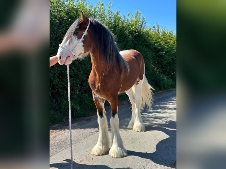 Clydesdale Semental 3 años in whitgate