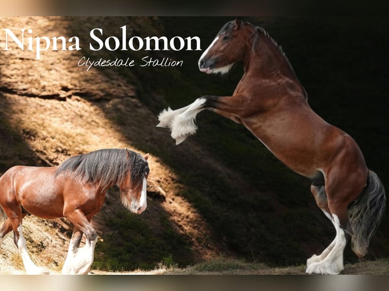 Clydesdale Semental Castaño in Wölfersheim