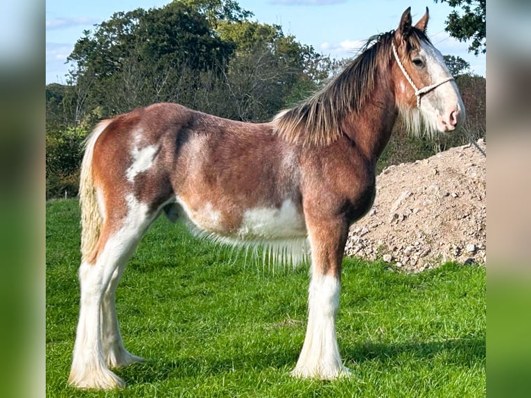 Clydesdale Semental Potro (01/2026)  in whitgate