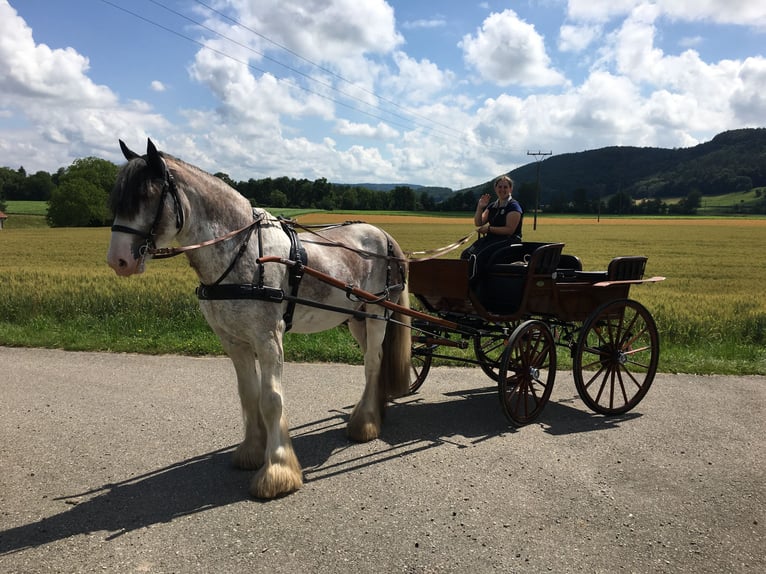 Clydesdale Stallion 14 years 17,2 hh Roan-Bay in Weiach