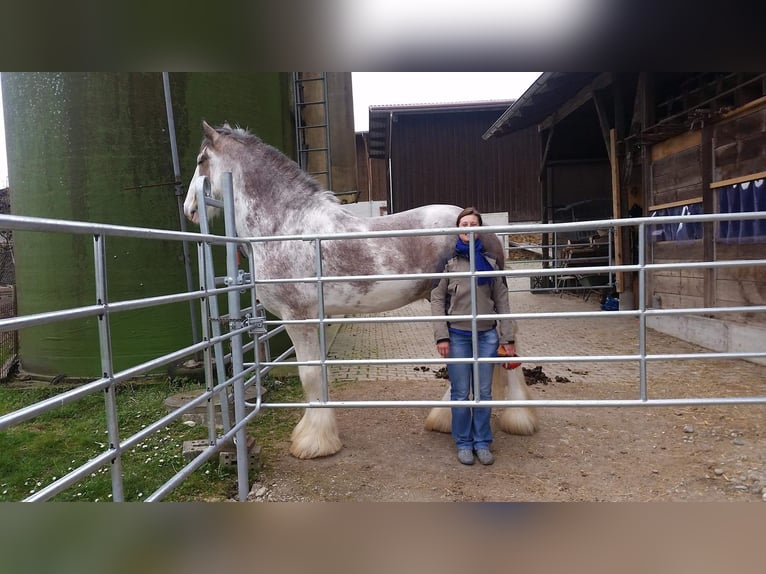 Clydesdale Stallion 14 years 17,2 hh Roan-Bay in Weiach