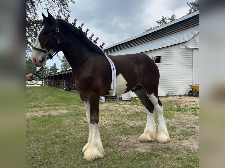 Clydesdale Stallion 1 year 17 hh Bay in Canora, SK