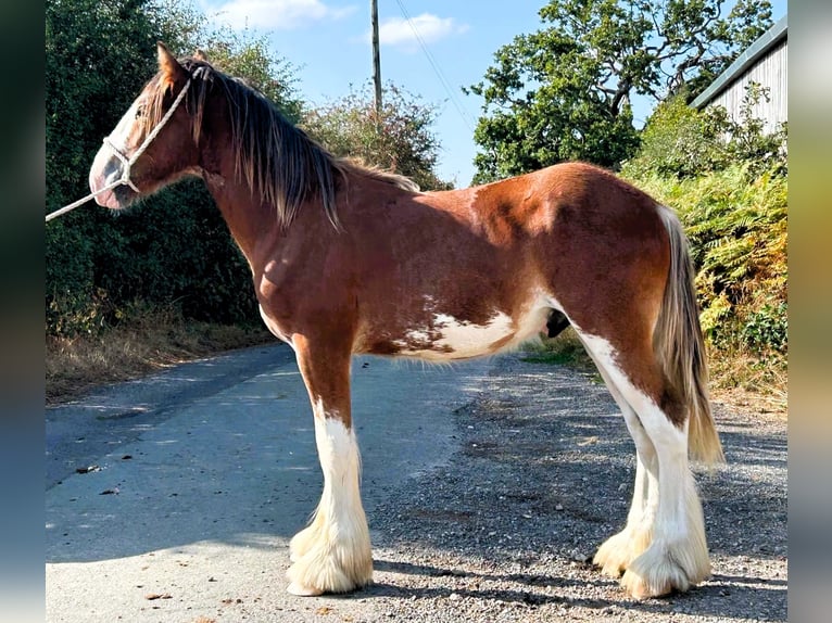 Clydesdale Stallion 1 year  in whitegate
