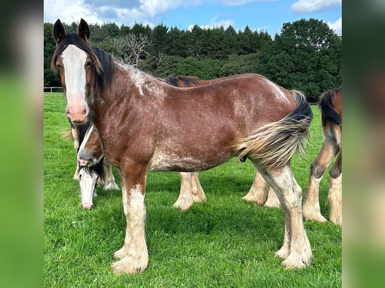 Clydesdale Stallion 1 year in whitchurch