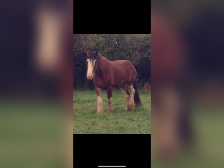 Clydesdale Stallion 2 years 15,3 hh Brown in Issum