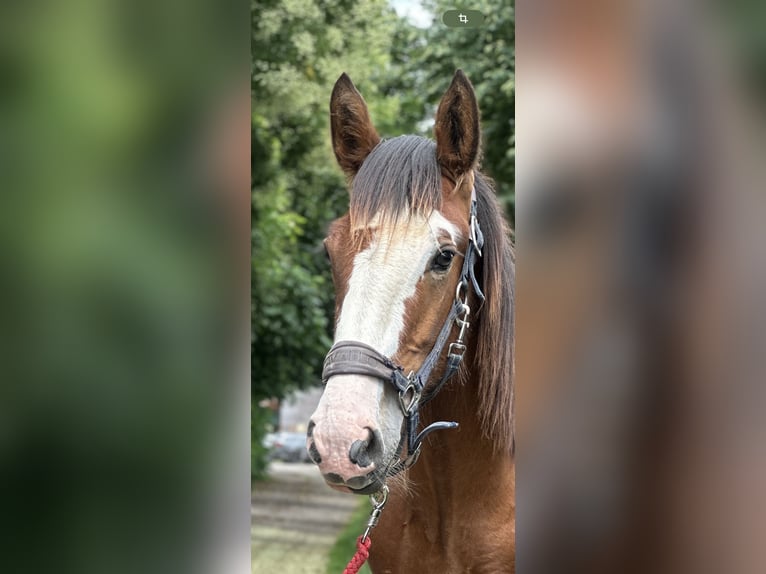 Clydesdale Stallion 2 years 15,3 hh Brown in Issum