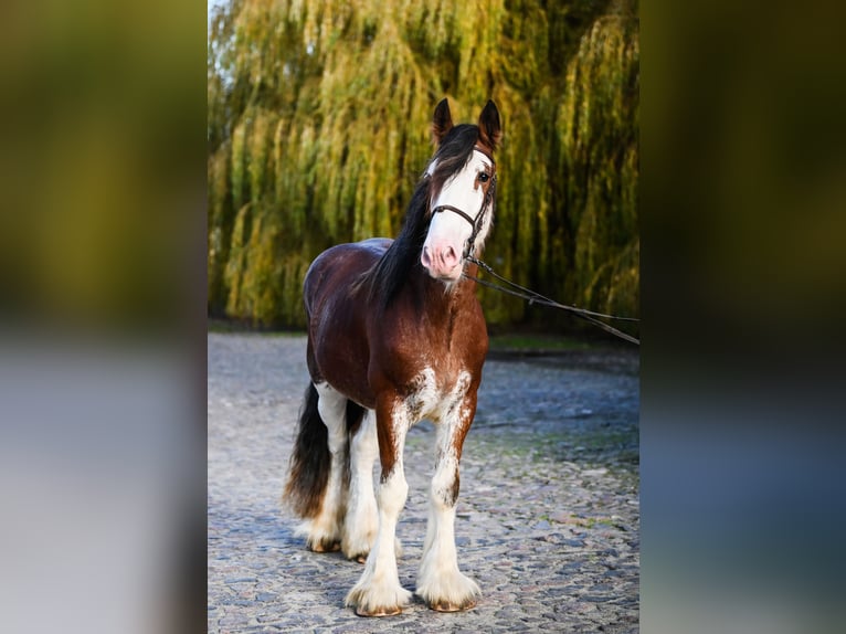 Clydesdale Stallion 3 years 16 hh Roan-Bay in Racot