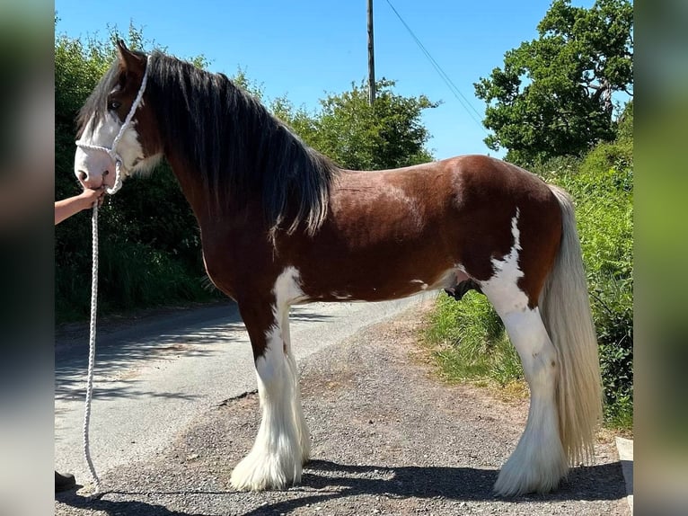 Clydesdale Stallion 3 years in whitgate