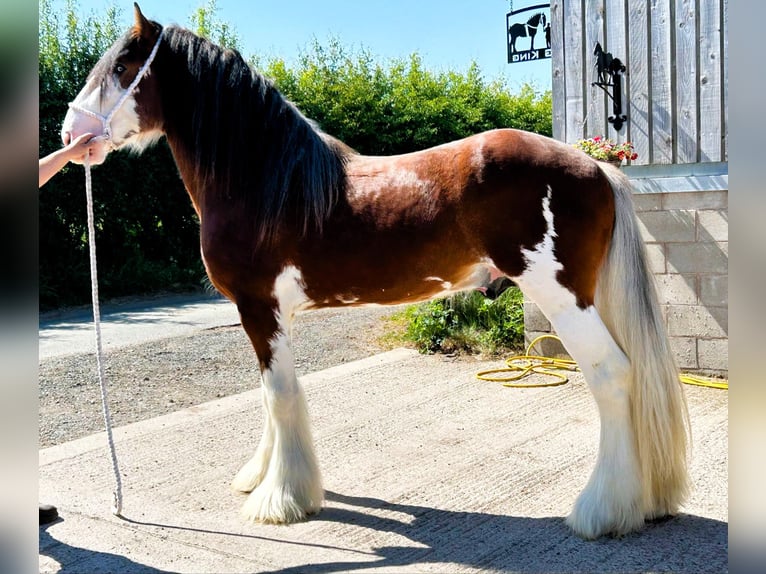 Clydesdale Stallion 3 years in whitgate