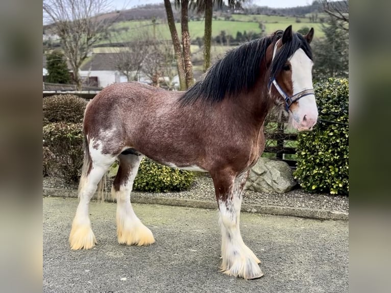 Clydesdale Stallion 4 years 17,2 hh Bay in Down