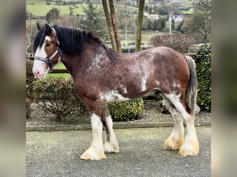 Clydesdale Stallion 4 years 17,2 hh Bay in Down