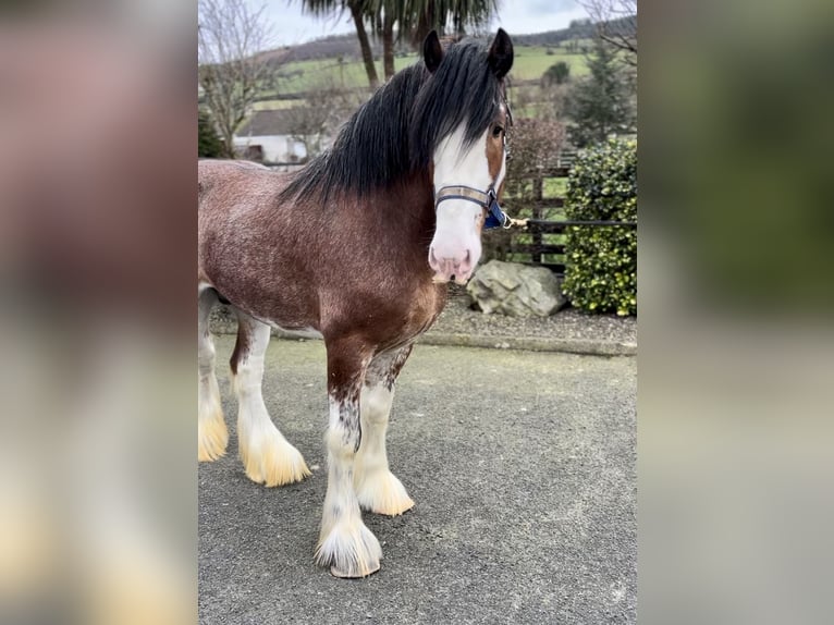 Clydesdale Stallion 4 years 17,2 hh Bay in Down