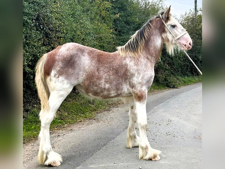 Clydesdale Stallion Foal (01/2025) in marbury