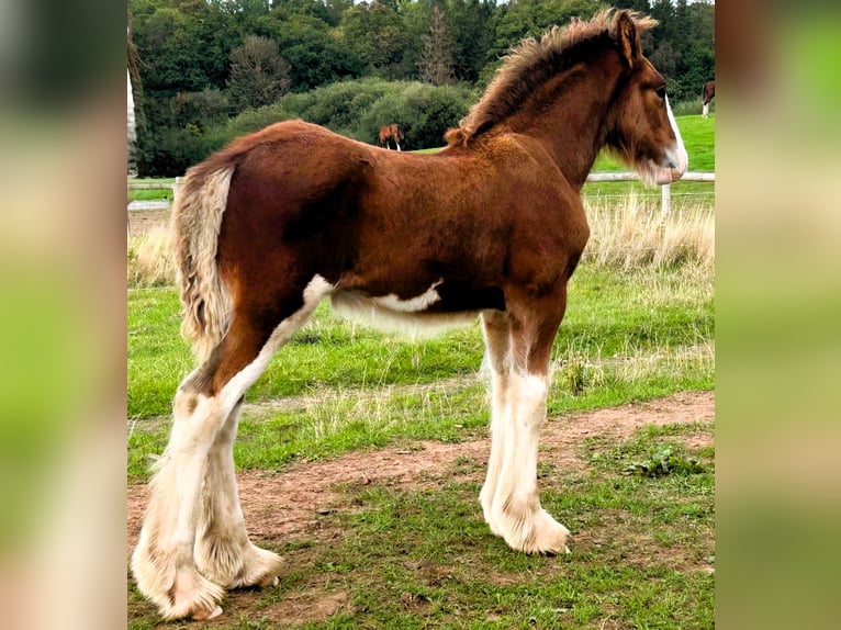 Clydesdale Stallion Foal (06/2026)  in 2bq
