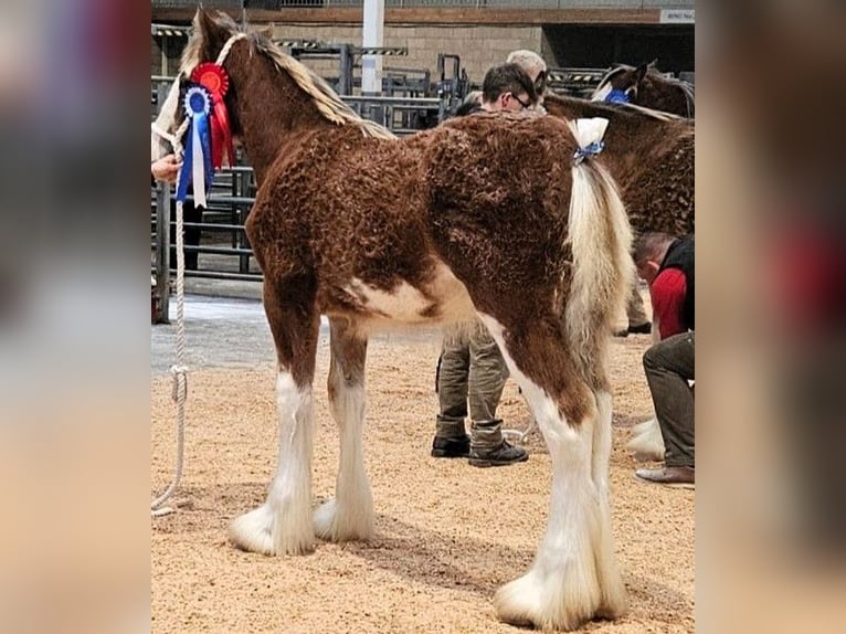 Clydesdale Stallion Foal (04/2025) in whitegate