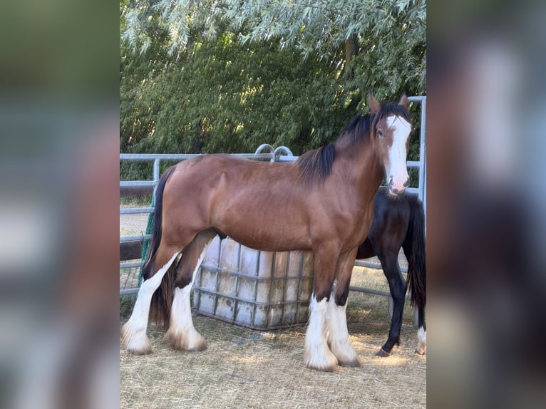Clydesdale Stallone 2 Anni 165 cm Baio in Issum